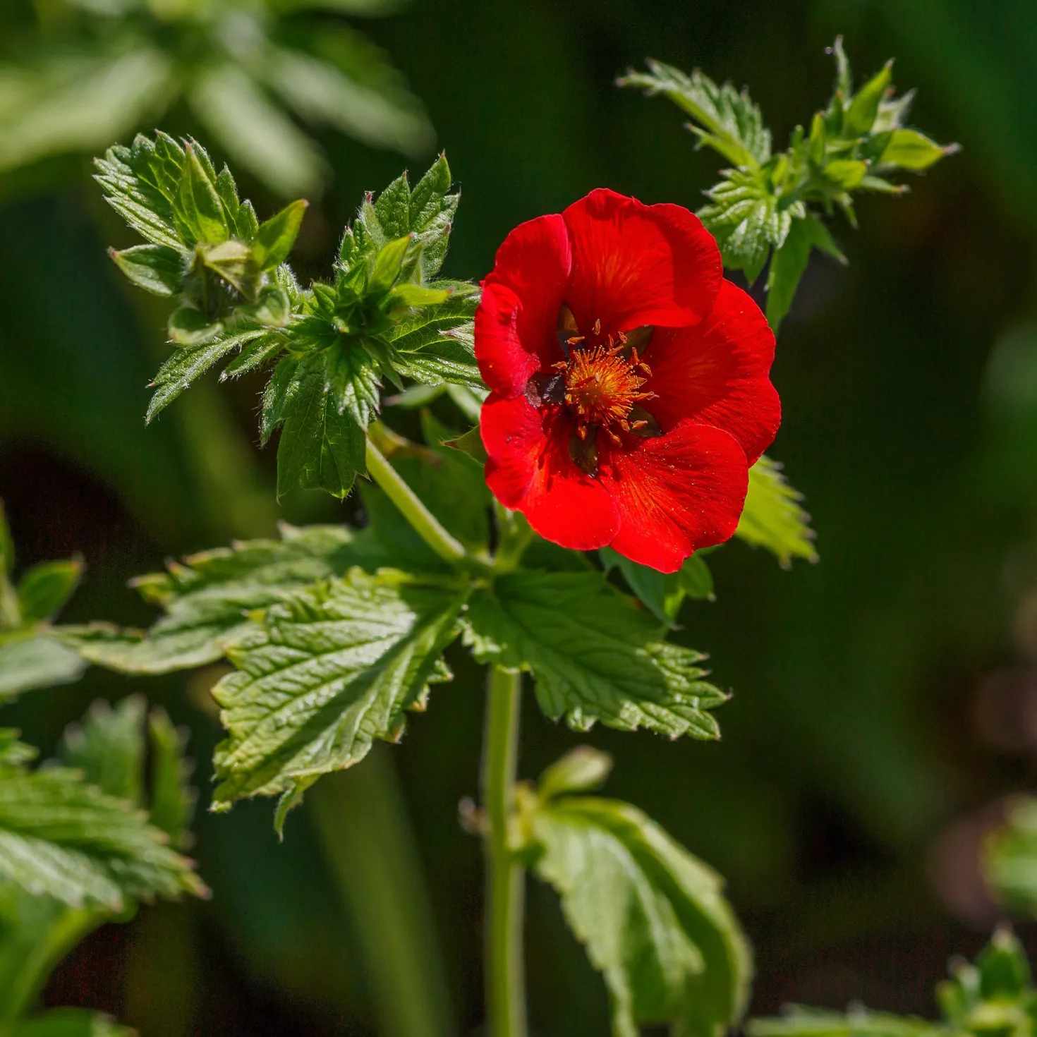 Blutrotes Fingerkraut - Rotes Blütenmeer den ganzen Sommer