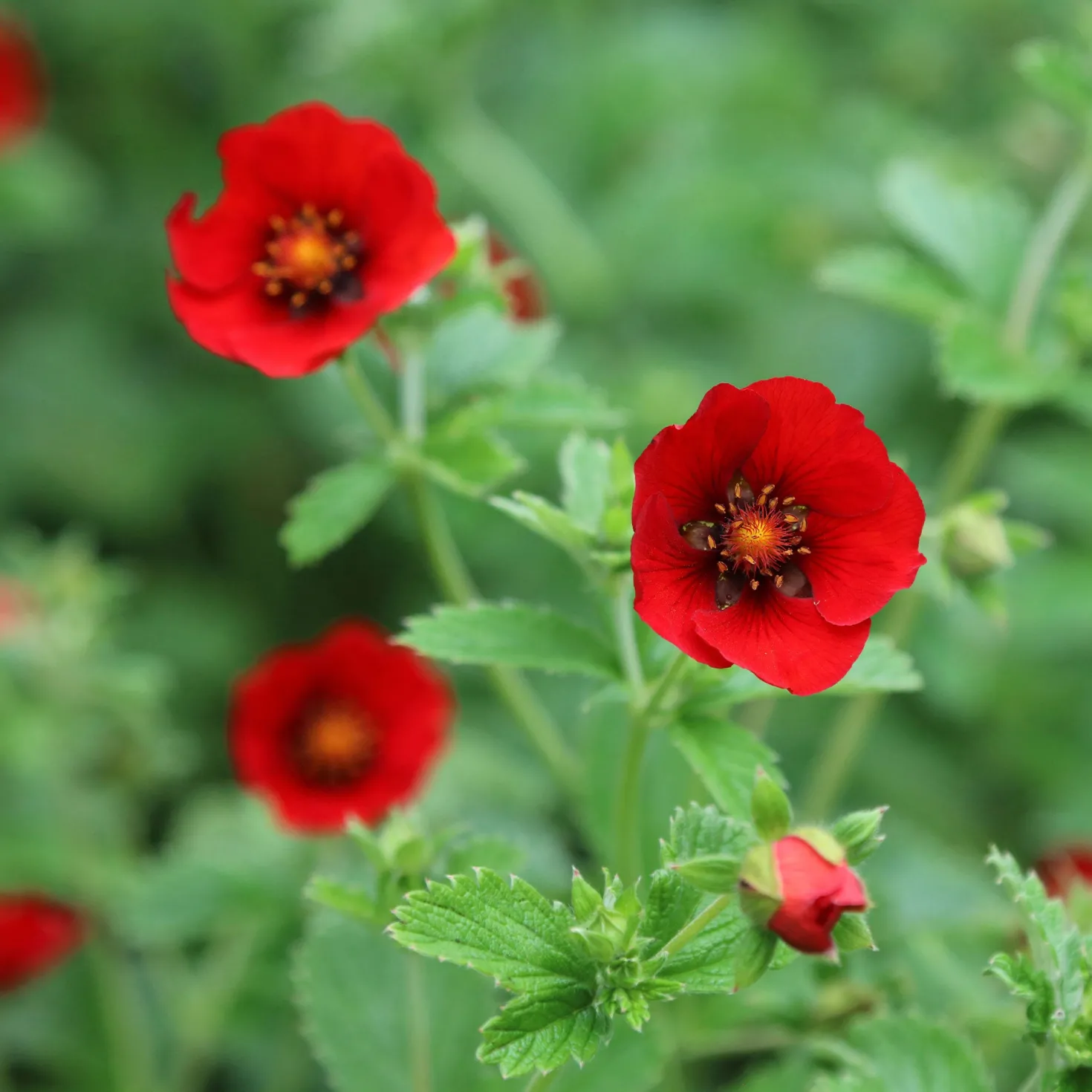Blutrotes Fingerkraut - Rotes Blütenmeer den ganzen Sommer