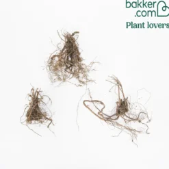 Blutrote Storchschnabel - Blütenteppich ohne Mühe