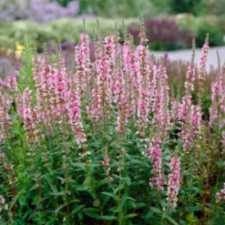 Blut-Weiderich Blush - Zarte Blüten am Wasser