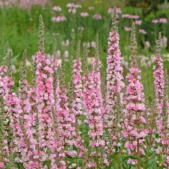 Blut-Weiderich Blush - Zarte Blüten am Wasser