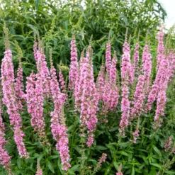 Blut-Weiderich Blush - Zarte Blüten am Wasser