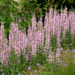 Blut-Weiderich Blush - Zarte Blüten am Wasser