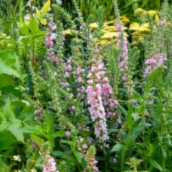 Blut-Weiderich Blush - Zarte Blüten am Wasser