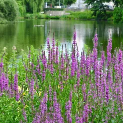 Blutweiderich - Pink am Teichrand, ganz easy
