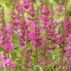 Blutweiderich ‘Robert’ - Farbe für feuchte Ecken