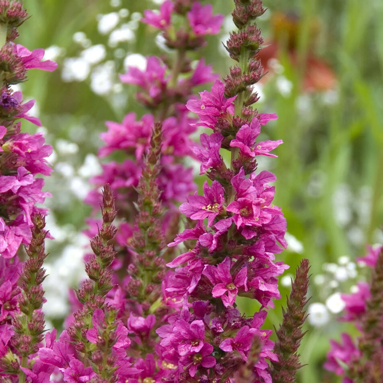 Blutweiderich ‘Robert’ - Farbe für feuchte Ecken