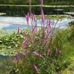 Blut-Weiderich - Rosa Blütenkerzen am Wasser
