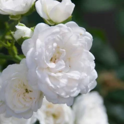Bodendeckerrose 'Crystal Fairy' - Ein weißer Blütenteppich