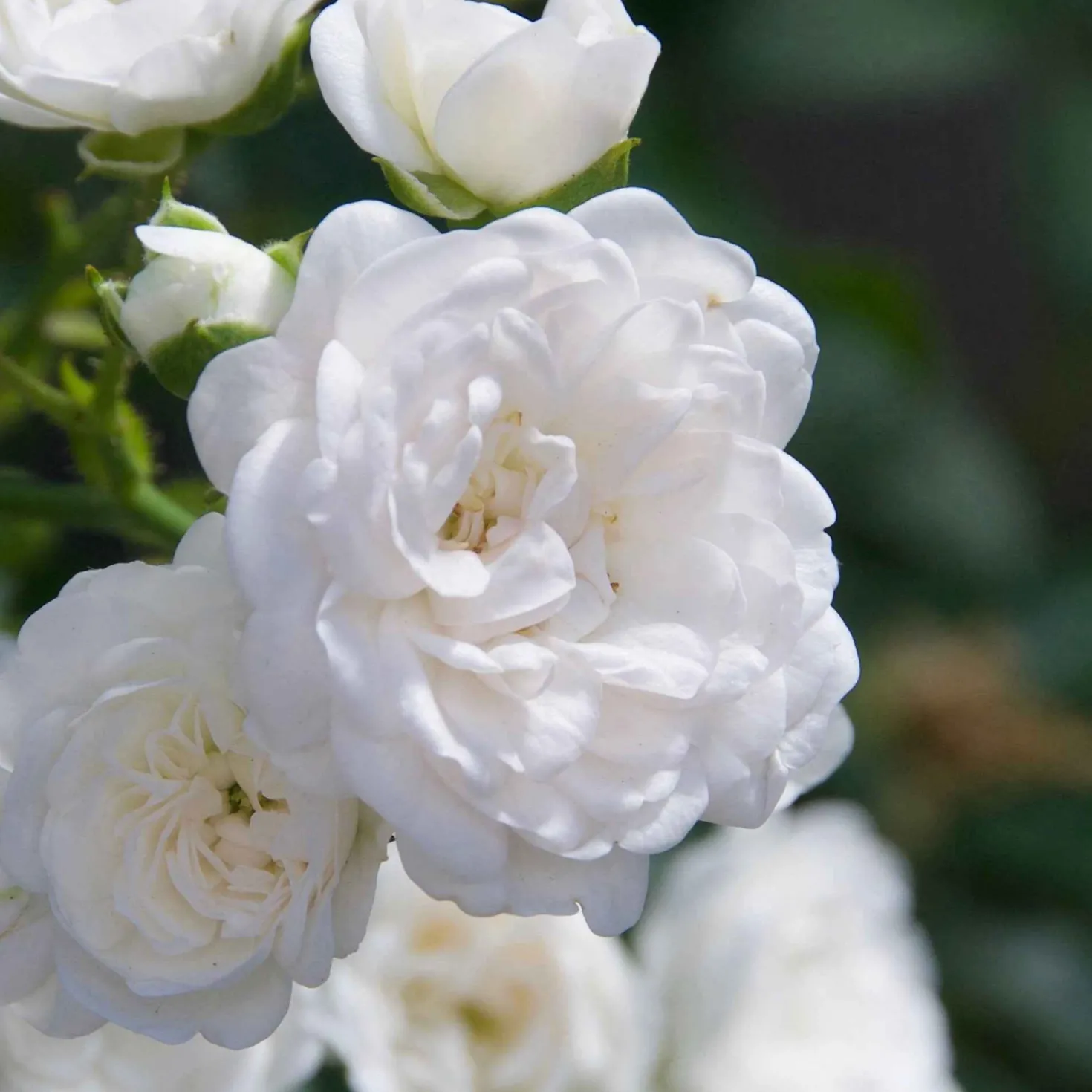 Bodendeckerrose 'Crystal Fairy' - Ein weißer Blütenteppich