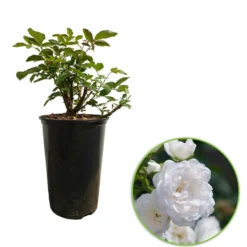 Bodendeckerrose 'Crystal Fairy' - Ein weißer Blütenteppich