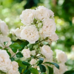 Bodendeckerrose 'Crystal Fairy' - Ein weißer Blütenteppich