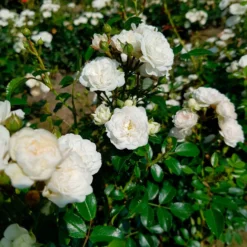 Bodendeckerrose 'Crystal Fairy' - Ein weißer Blütenteppich