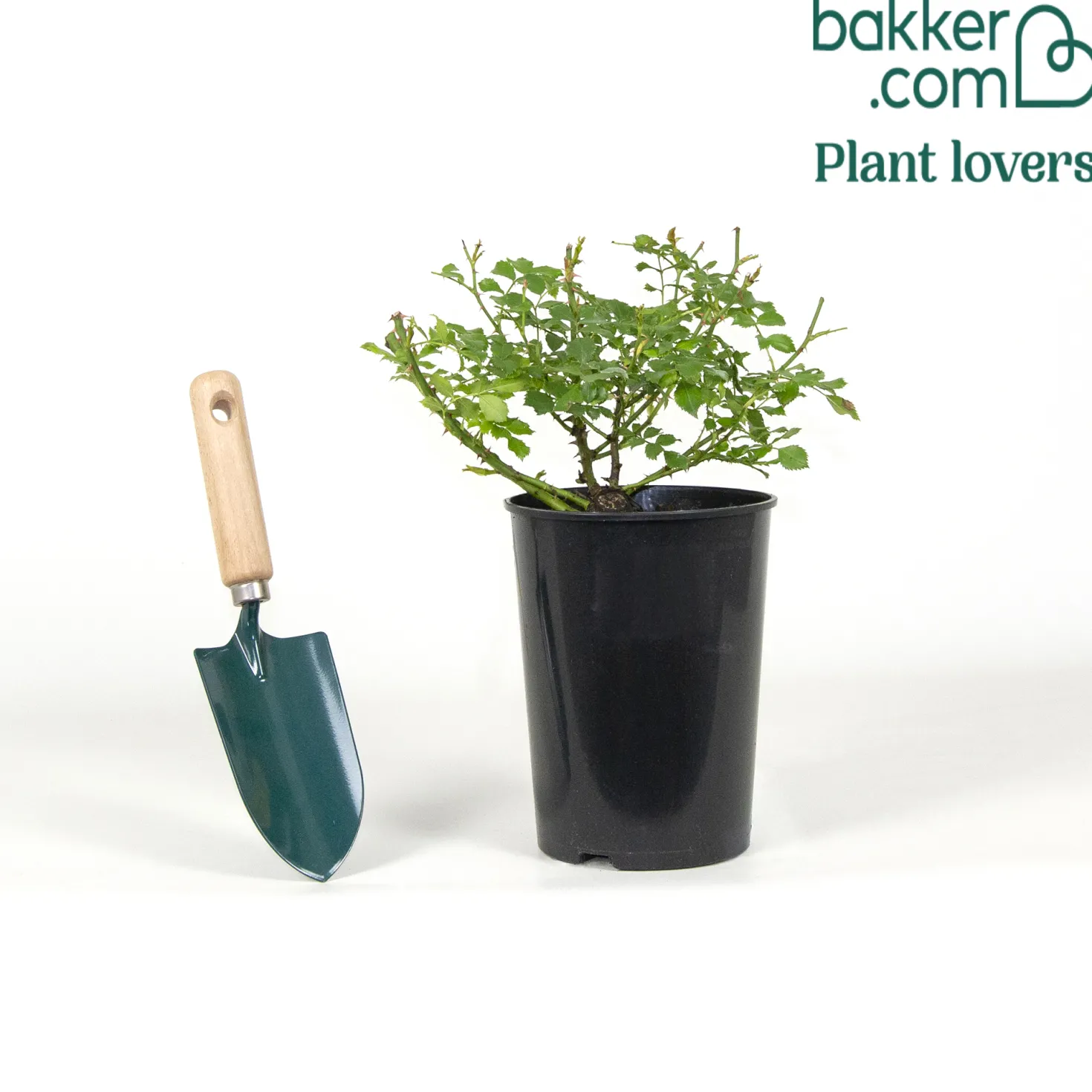 Bodendeckerrose 'Diamant' - Weißer Blütenteppich