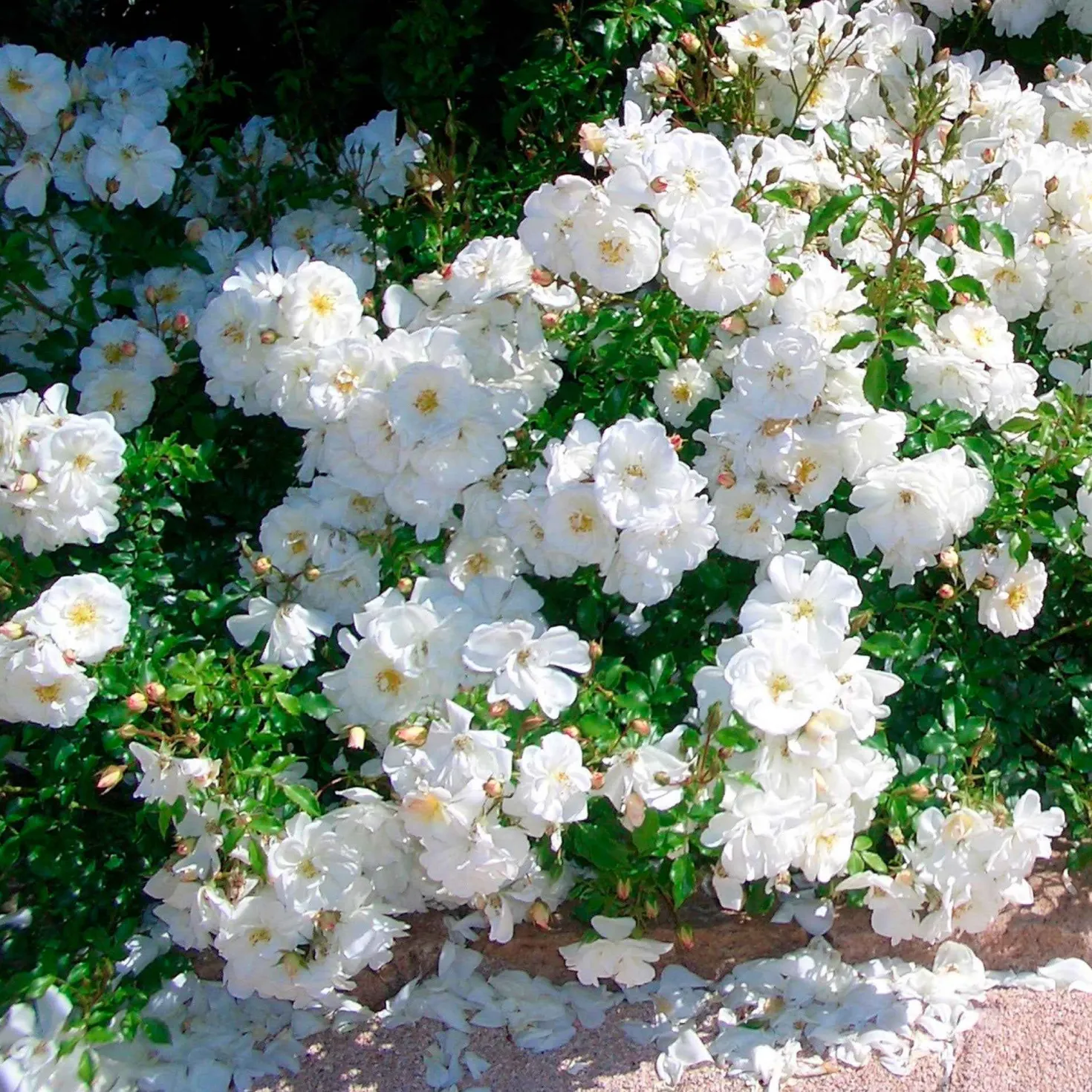 Bodendeckerrose 'Diamant' - Weißer Blütenteppich