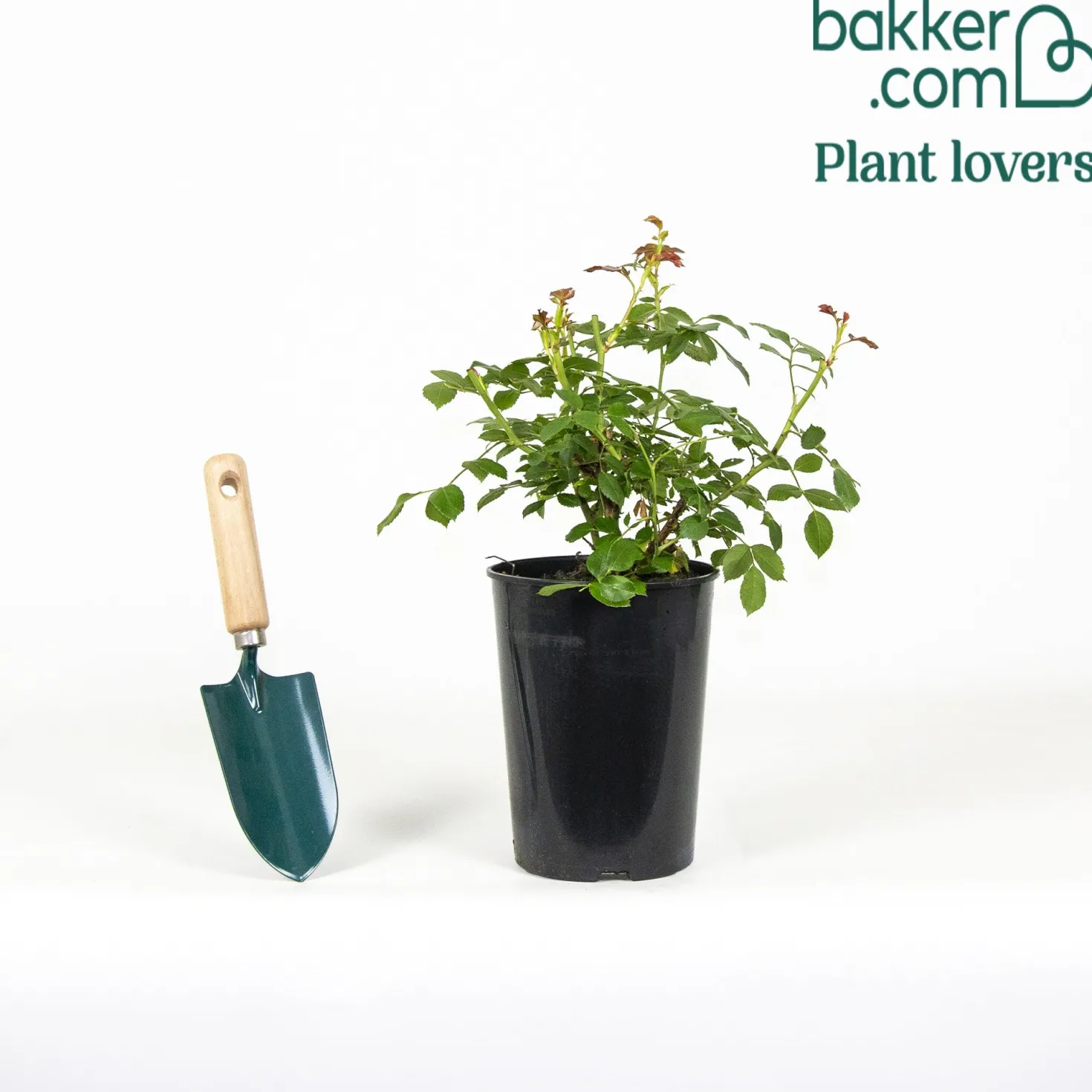 Bodendeckerrosen Mirato ® - Blütenteppich ohne Aufwand