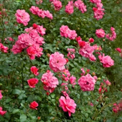 Bodendeckerrosen Mirato ® - Blütenteppich ohne Aufwand
