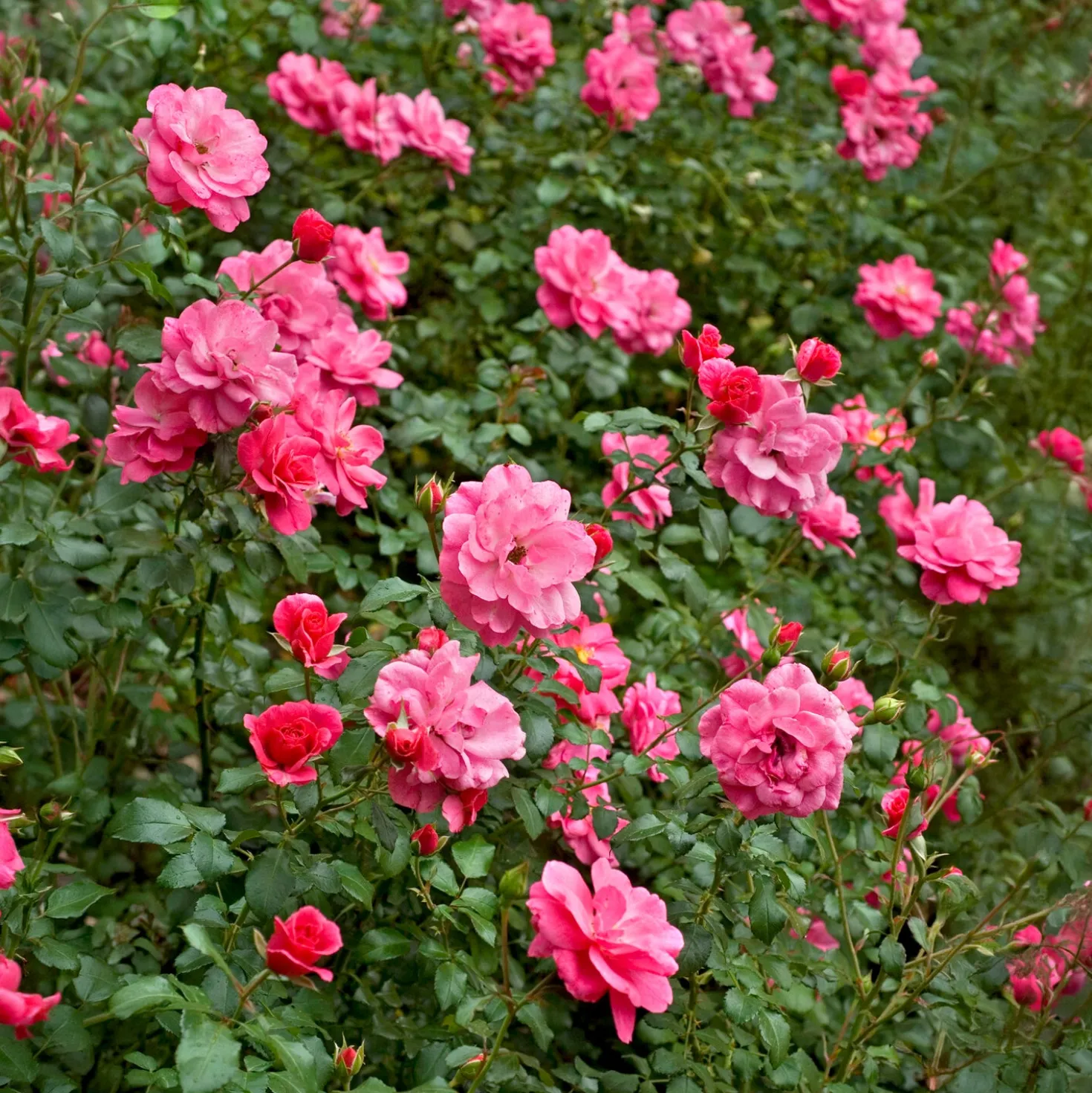 Bodendeckerrosen Mirato ® - Blütenteppich ohne Aufwand