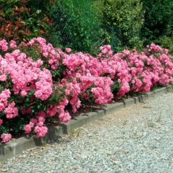Bodendeckerrosen Mirato ® - Blütenteppich ohne Aufwand