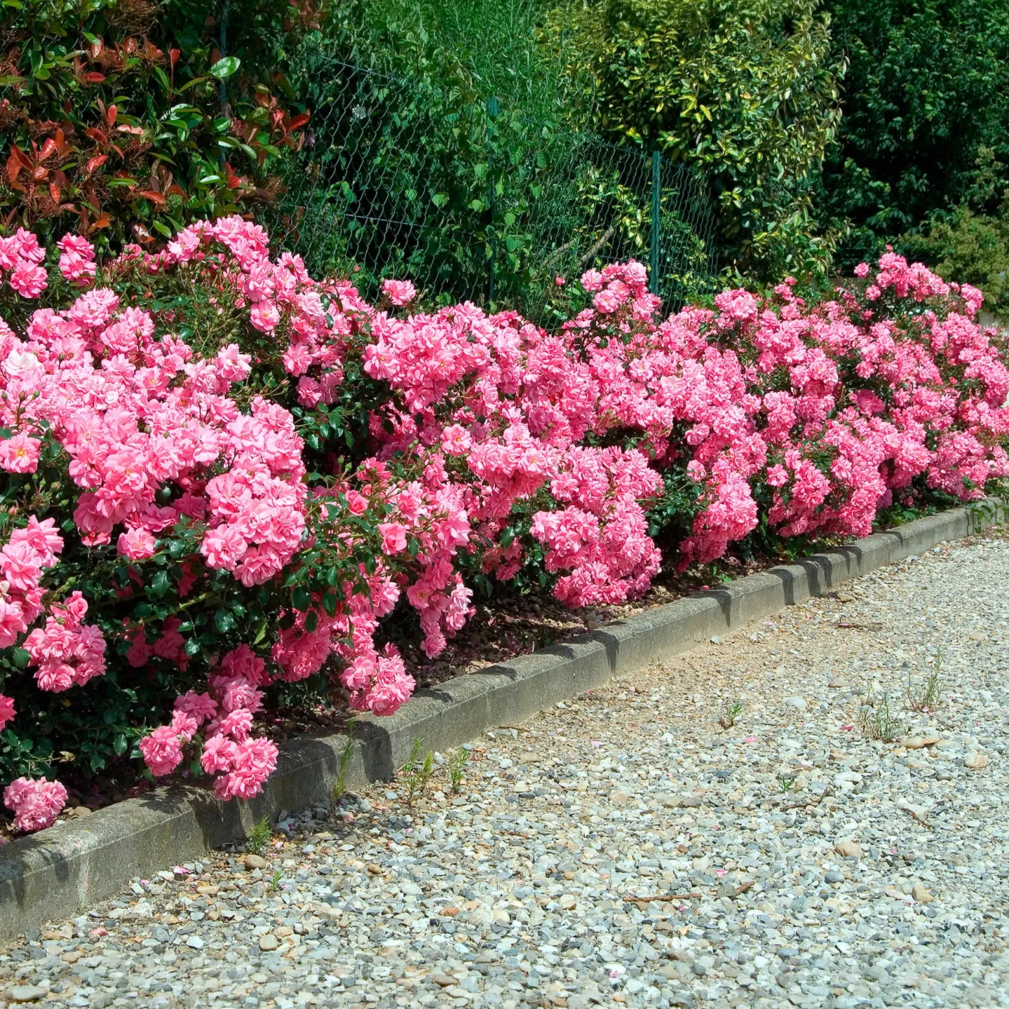 Bodendeckerrosen Mirato ® - Blütenteppich ohne Aufwand