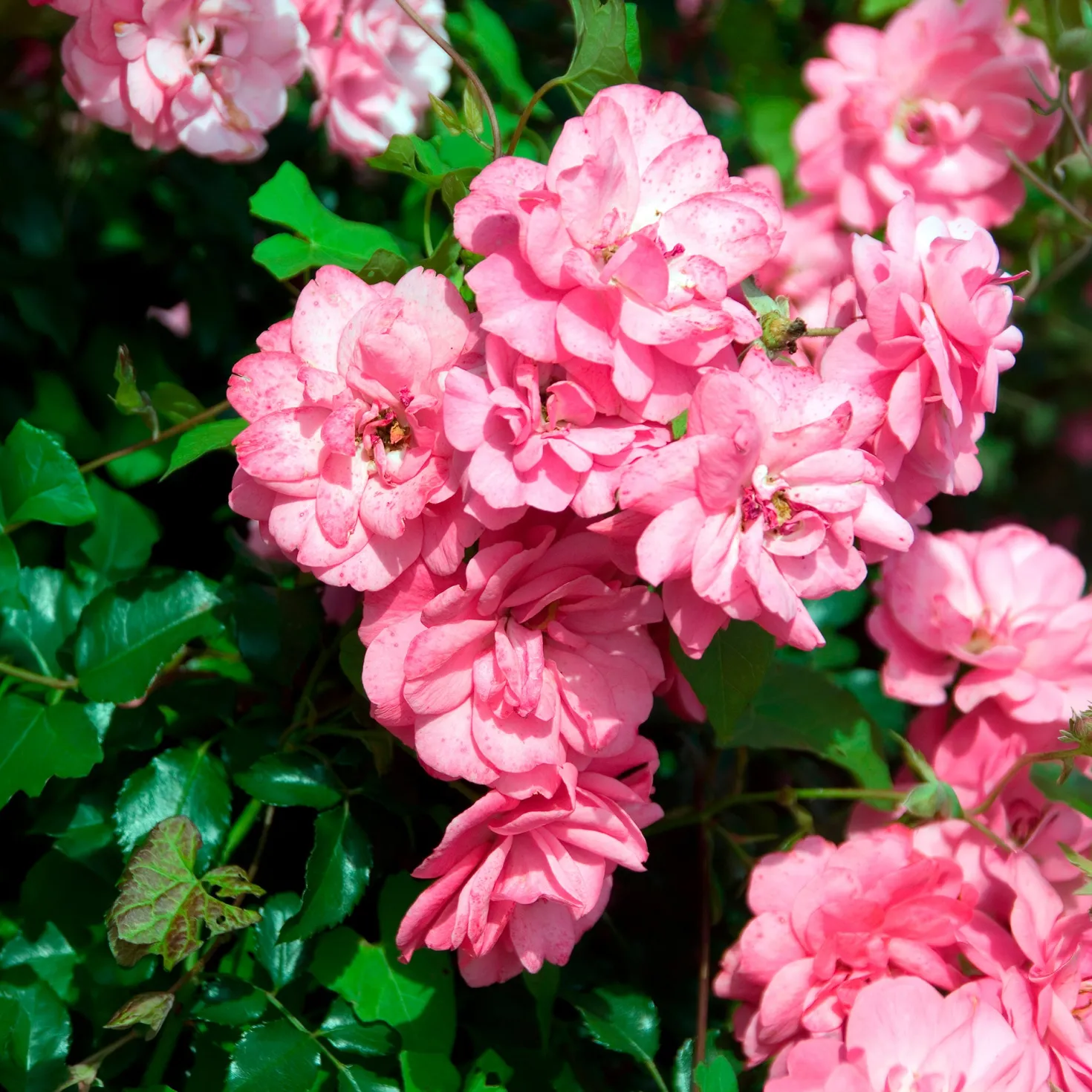 Bodendeckerrosen Mirato ® - Blütenteppich ohne Aufwand