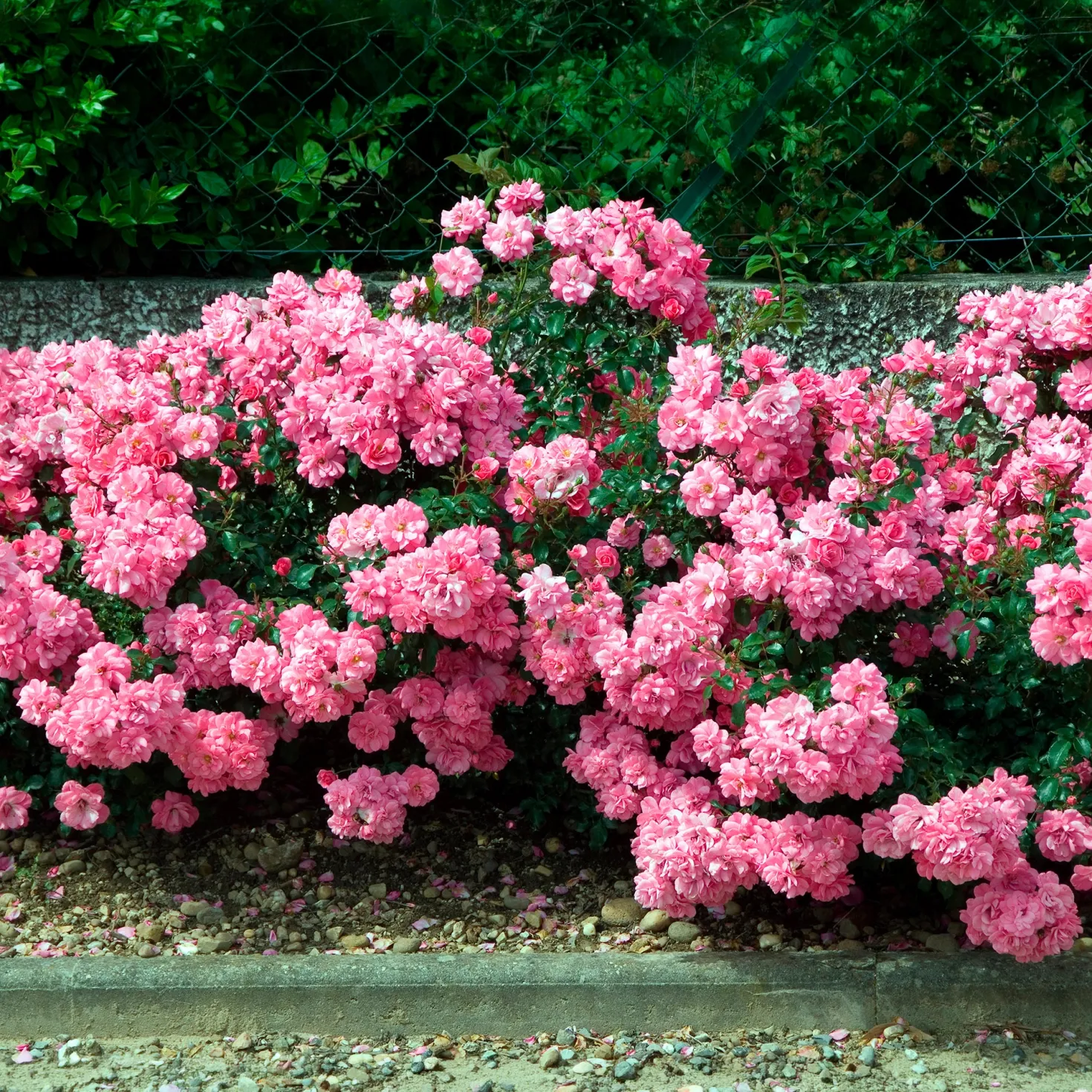 Bodendeckerrosen Mirato ® - Blütenteppich ohne Aufwand
