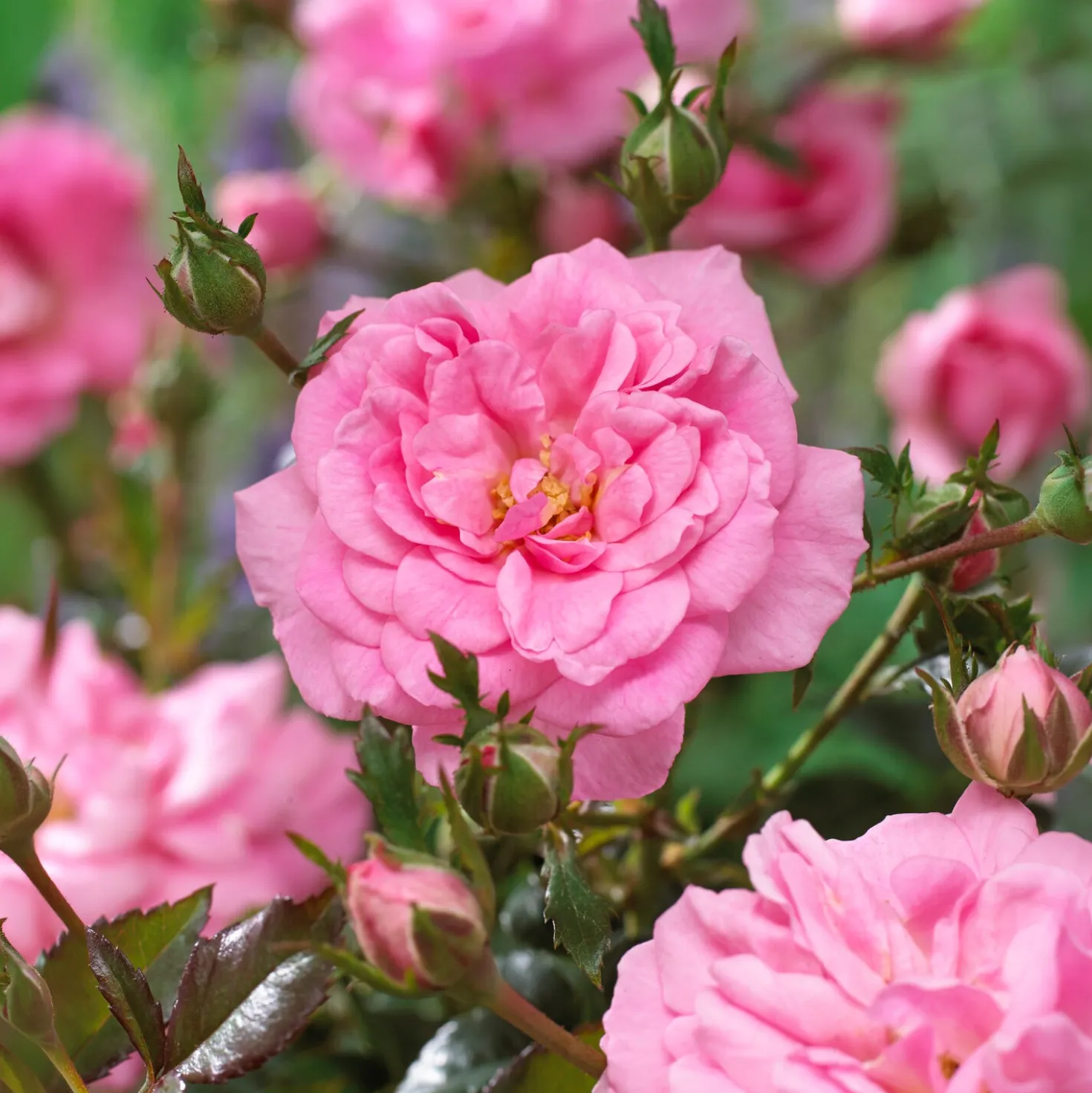 Bodendeckerrosen Mirato ® - Blütenteppich ohne Aufwand