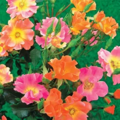 Bodendeckerrosen Mischung (Happy Chappy + Mirato) (x6) - Blütenteppich ohne Mühe