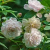 Bodendeckerrose 'Sea Foam' - Weißer Blütenteppich, robust
