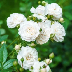 Bodendeckerrose 'Sea Foam' - Weißer Blütenteppich, robust