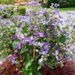 Bodendecker-Waldrebe ‘Arabella’ - Blaue Blütenwelle ohne Rankhilfe