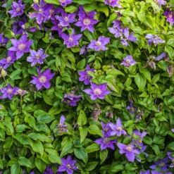 Bodendecker-Waldrebe ‘Arabella’ - Blaue Blütenwelle ohne Rankhilfe