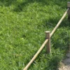 Bodendecker-Zwergbambus - Grüner Teppich ohne Mühe
