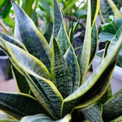 Bogenhanf Sansevieria - Grün, das nie welkt