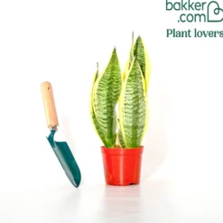 Bogenhanf Sansevieria - Grün, das nie welkt