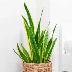 Bogenhanf Sansevieria - Grün, das nie welkt