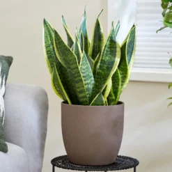 Bogenhanf Sansevieria - Grün, das nie welkt