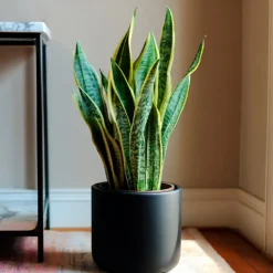 Bogenhanf Sansevieria - Grün, das nie welkt