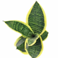 Bogenhanf Sansevieria - Grün, das nie welkt