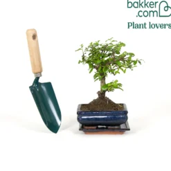 Bonsai Carmona - Miniaturbaum mit Blüten