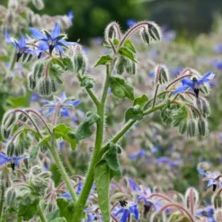 Borretsch Blau Bio - Essbare Blüten im Nu