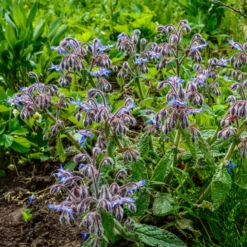 Borretsch blau, weiß - Essbare Blüten ganz easy