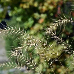 Borstgras ‘Hystrix patula’ - Struktur im Schatten