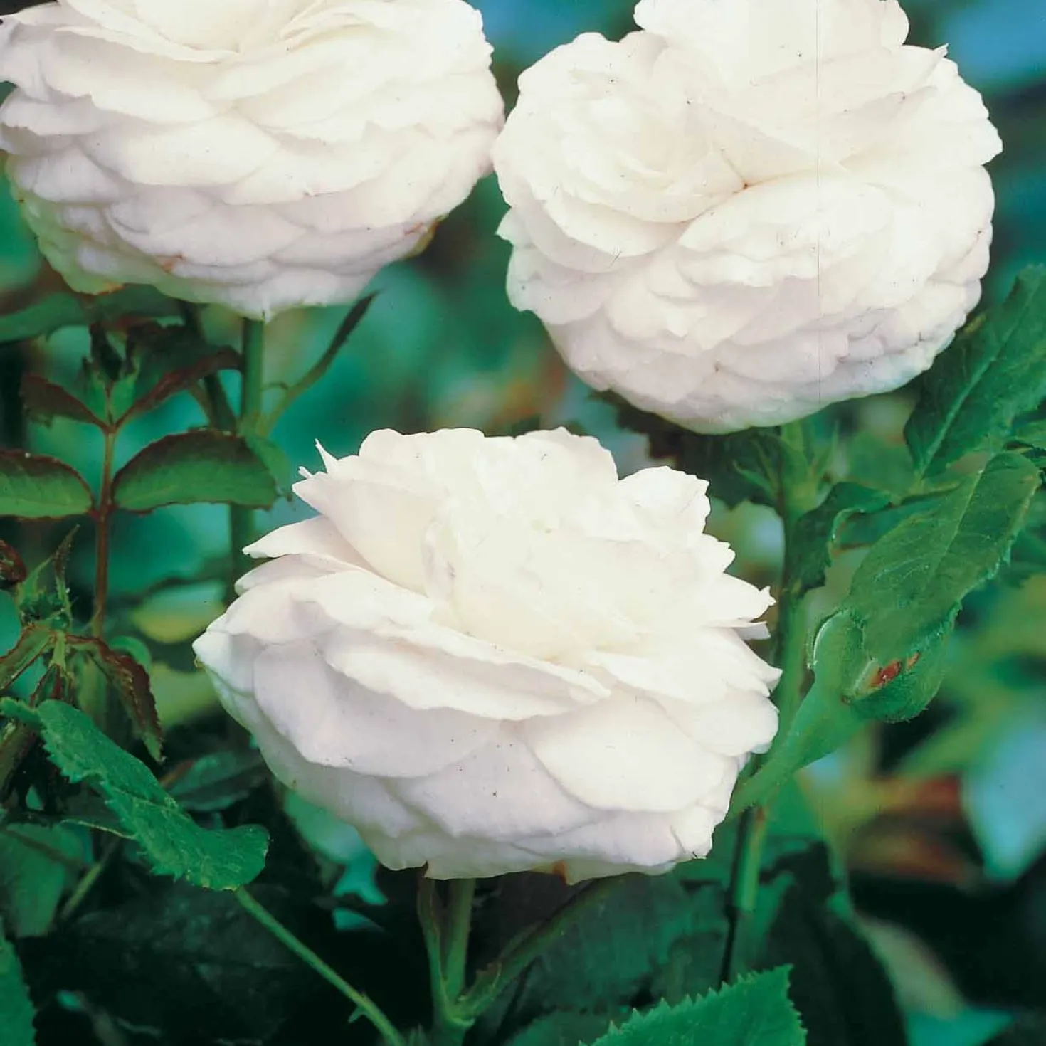 Botanische Rosen (x2) - Duftende Blüten den ganzen Sommer