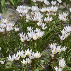 10 Botanische Tulpen Hilde - Frühling ohne Aufwand
