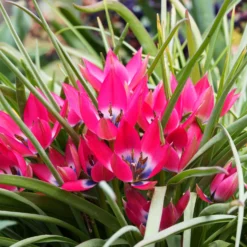 10 Botanische Tulpen Little Beauty - Kleine Tulpe, große Wirkung