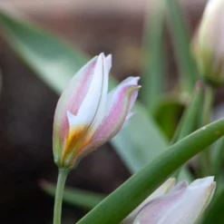10 Botanische Tulpen Polychroma - Bunte Blüte, kaum Pflege