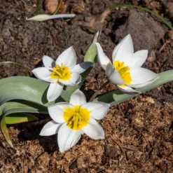 10 Botanische Tulpen Polychroma - Bunte Blüte, kaum Pflege