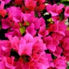 Bougainvillea rosa - Mediterrane Blütenpracht