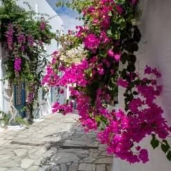 Bougainvillea rosa - Mediterrane Blütenpracht